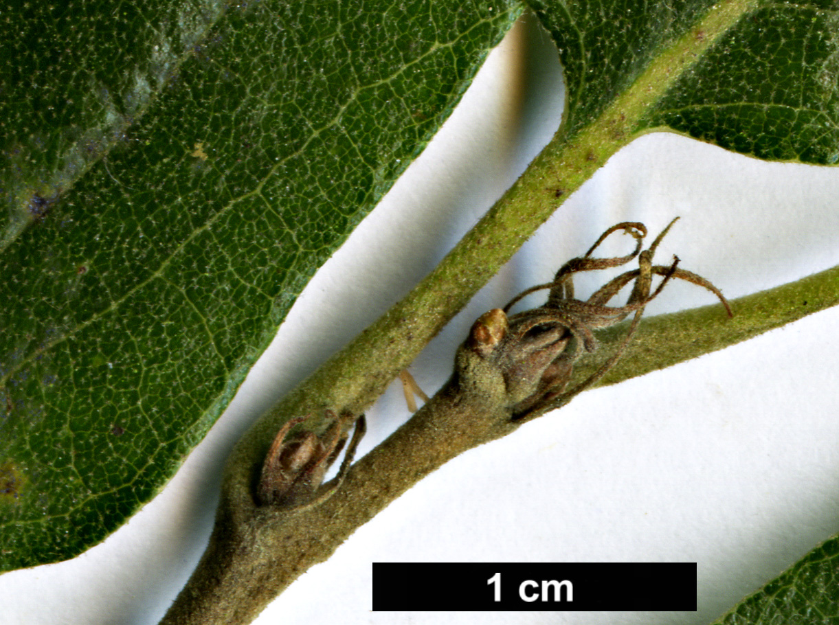 High resolution image: Family: Fagaceae - Genus: Quercus - Taxon: ×hispanica (Q.cerris × Q.suber)